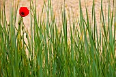 Poppy, Papaver, Single red flower growing outdoor amongst green foliage.