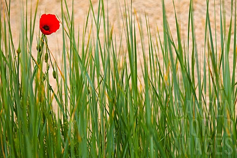 Poppy_Papaver_Single_red_flower_growing_outdoor_amongst_green_foliage