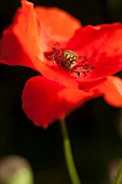 Poppy, Papaver, Close up of single red flower showing stamen.
