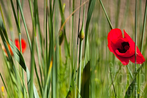 Poppy_Papaver_Single_red_flower_growing_outdoor_among_green_foliage