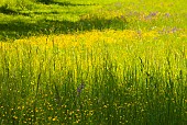 Salvia, Wild Salvia, Blue Sage, Salvia Patens, Mass of purple flowers growing outdoor in field of buttercups.