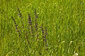 Salvia, Wild Salvia, Blue Sage, Salvia Patens, Mass of purple flowers growing outdoor in field of buttercups.