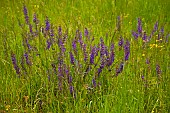 Salvia, Wild Salvia, Blue Sage, Salvia Patens, Mass of purple flowers growing outdoor in field of buttercups.