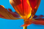 Tulip, Tulipa, Close up studio shot of orange coloured flower.