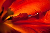 Tulip, Tulipa, Close up studio shot of red coloured flower.