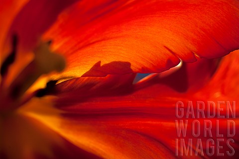 Tulip_Tulipa_Close_up_studio_shot_of_red_coloured_flower