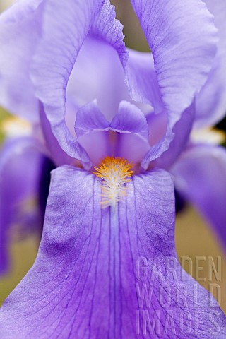 Iris_Close_up_of_mauve_coloured_flower_growing_outdoor