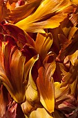 Tulip, Tulipa, Studio shot detail of a mass of orange petals.
