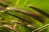 Wheat, Close up detail of green crop growing outdoor.