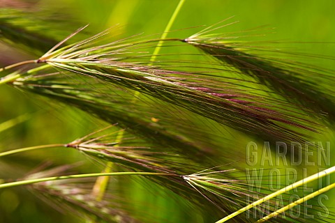 Wheat_Close_up_detail_of_green_crop_growing_outdoor