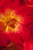 Rose, Rosa, Red coloured petals on flower with yellow stamen.