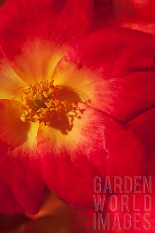 Rose_Rosa_Red_coloured_petals_on_flower_with_yellow_stamen