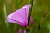 Bindweed, Convolvulus, Side view of mauve coloured flower growing outdoor.