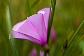 Bindweed, Convolvulus, Side view of mauve coloured flower growing outdoor.