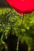 Poppy, Papaver, Detail of red coloured flower growing outdoor.