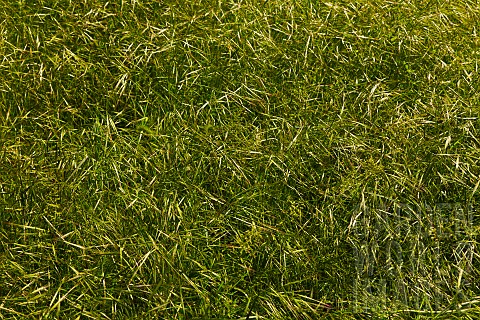Grass_Detail_of_a_grassy_area