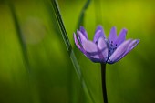 Anemone, Anemone heldreichi, Hortensis, Side view of mauve coloured flower growing outdoor showing stamen.