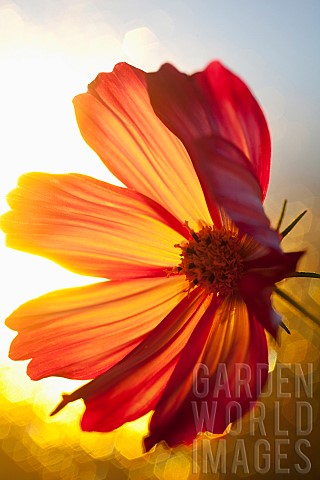 Cosmos_Backlit_shot_of_orange_coloured_flower_growing_outdoor