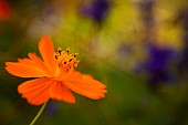 Cosmos, Side view of orange coloured flower growing outdoor.