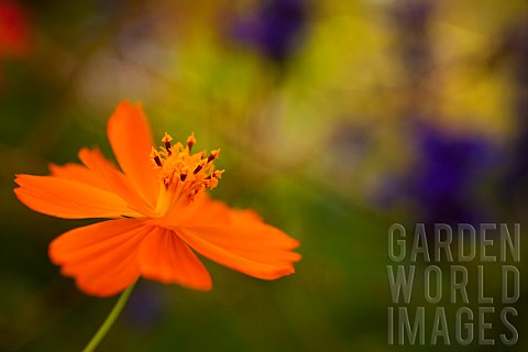 Cosmos_Side_view_of_orange_coloured_flower_growing_outdoor
