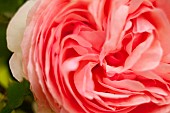 Rose, Rosa, Close up detail of pink coloured flower showing pattern of petals.