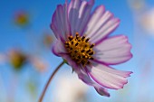 Cosmos, Low side view of mauve coloured flower growing outdoor showing stamen.
