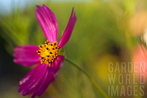 Cosmos_Side_view_of_pink_coloured_flower_growing_outdoor_showing_stamen