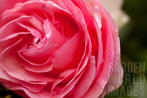 Rose_Rosa_Close_up_detail_of_pink_coloured_flower_showing_pattern_of_petals