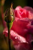 Rose, Rosa, Pink coloured flowers growing outdoor with bud in the foreground.