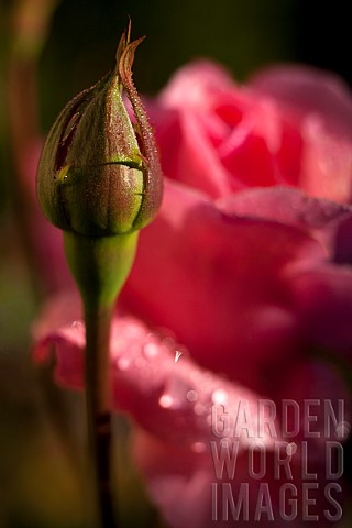 Rose_Rosa_Pink_coloured_flowers_growing_outdoor_with_bud_in_the_foreground