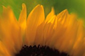 HELIANTHUS ANNUS, SUNFLOWER