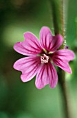 LAVATERA, MALLOW