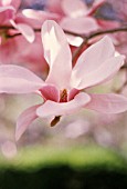 MAGNOLIA, MAGNOLIA