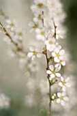 WHITE FLOWERS, (SOFT FOCUS)