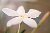 JASMINUM OFFICINALE, JASMINE