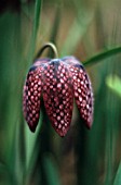 FRITILLARIA MELEAGRIS, FRITILLARY - SNAKES HEAD FRITILLARY