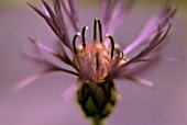 KNAUTIA MACEDONICA, CORNFLOWER - PERENNIAL CORNFLOWER