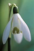 GALANTHUS NIVALIS, SNOWDROP