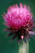 CYNARA CARDUNCULUS, CARDOON