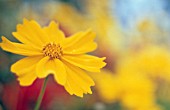 COREOPSIS AURICULATA, COREOPSIS