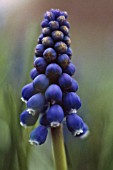 MUSCARI, GRAPE HYACINTH