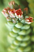 SEDUM, SEDUM, ICE PLANT