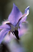 BORAGO OFFICINALIS, BORAGE