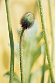 PAPAVER, POPPY