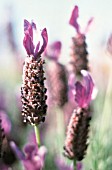 LAVANDULA STOECHAS, LAVENDER - FRENCH LAVENDER