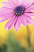 OSTEOSPERMUM, OSTEOSPERMUM