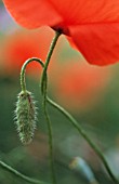 PAPAVER RHOEAS, POPPY