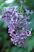 SYRINGA, LILAC