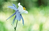 AQUILEGIA CAERULEA, AQUILEGIA, COLUMBINE