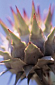 CYNARA CARDUNCULUS, CARDOON